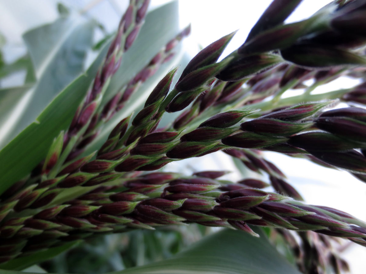 Corn silk by Susan Fluegel